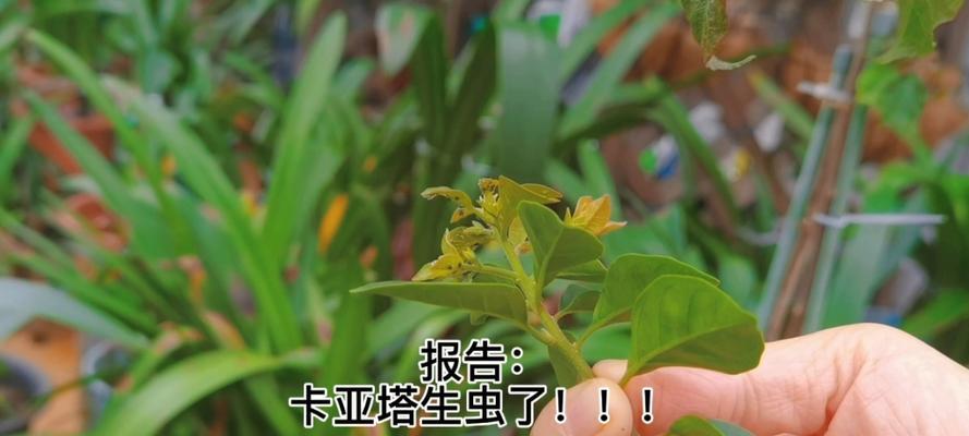 如何处理三角梅上的黑虫子（有效方法帮助您保护您的三角梅植物）