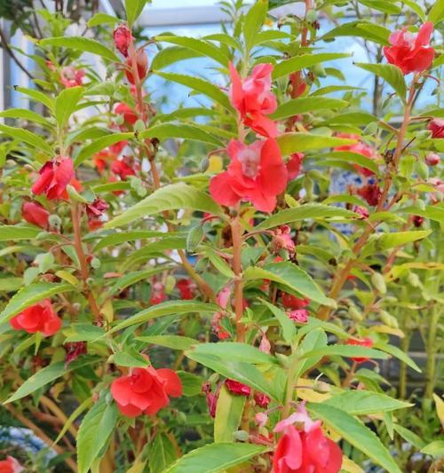 洋凤仙花的繁殖技巧（掌握关键步骤，轻松培育美丽凤仙花）