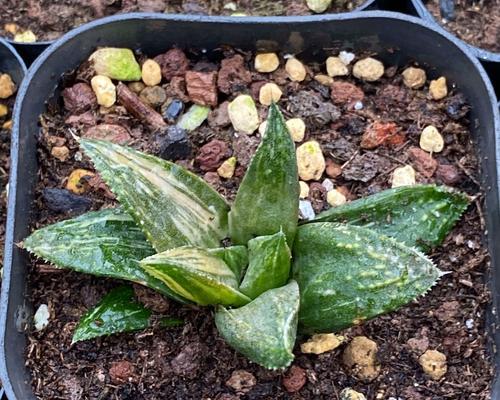 探索多肉植物的魅力（多肉植物十二卷的品种、生长习性和养护技巧）