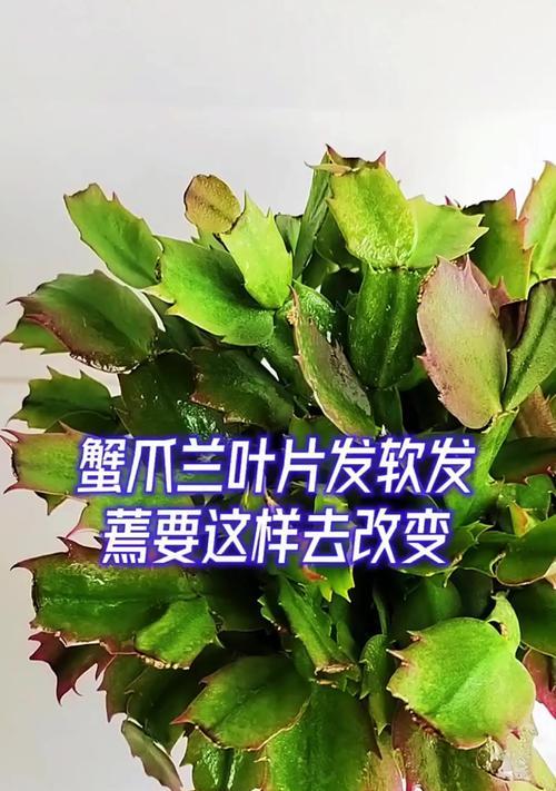 蟹爪兰为何刚开花就打蔫？（探究蟹爪兰开花初期枯萎的原因及解决办法）