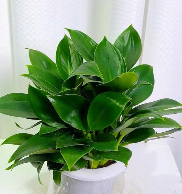 冬天养虎皮兰不再困扰，掌握关键技巧（让你的虎皮兰在寒冷的冬季绽放鲜花，养护小贴士大放送！）
