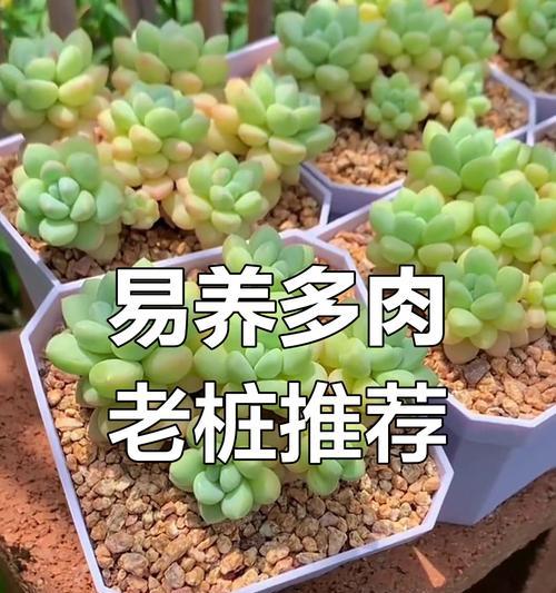 探秘肉肉老桩的种植方法（一探肉肉老桩的神奇繁殖之道）