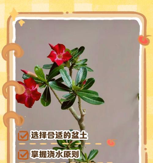 如何嫁接出美丽的沙漠玫瑰（掌握嫁接技巧，打造独一无二的花园）
