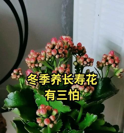 冬天长寿花养护全攻略（打造爆盆长寿花，这些技巧不能错过！）