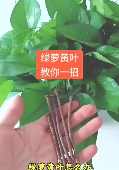 怎么解决大盆绿萝发黄的问题？（绿萝发黄可能的原因和对策）