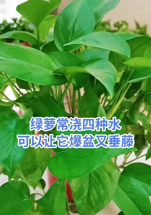 绿萝的浇水技巧（多久浇一次水，怎样浇水才正确？）