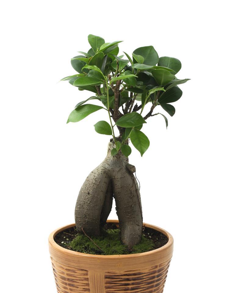 以榕树盆景为主题的种植技巧和养护方法（打造精美榕树盆景，轻松成就室内园林）