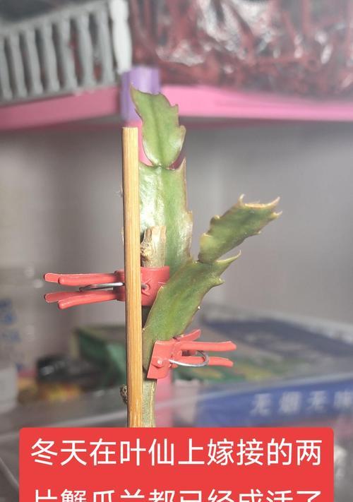 打造四季不断开花的谢爪兰花园（秘诀揭秘，掌握关键技巧，让谢爪兰持续绽放鲜花）
