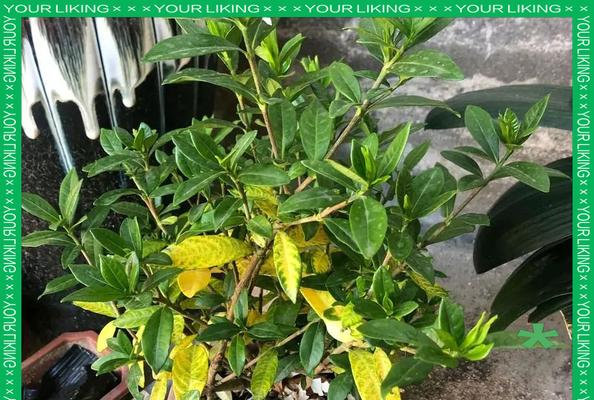栀子叶子黄了怎么办？教你快速拯救栀子植物！（栀子叶子黄的原因和解决方法，快来了解吧！）