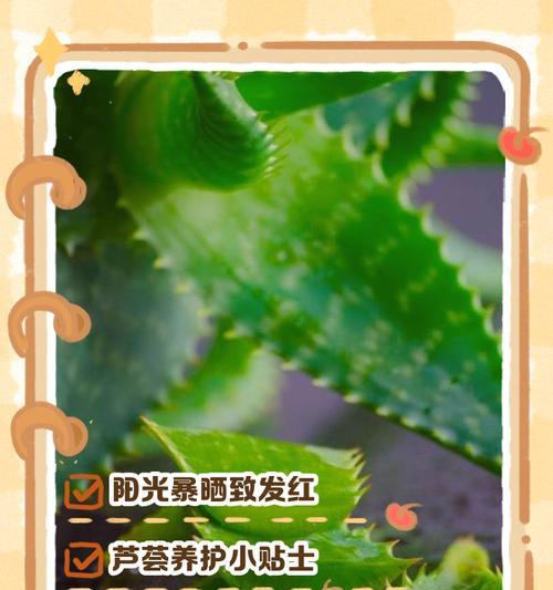 如何处理芦荟叶子发黄问题（芦荟黄叶的原因和治疗方法）