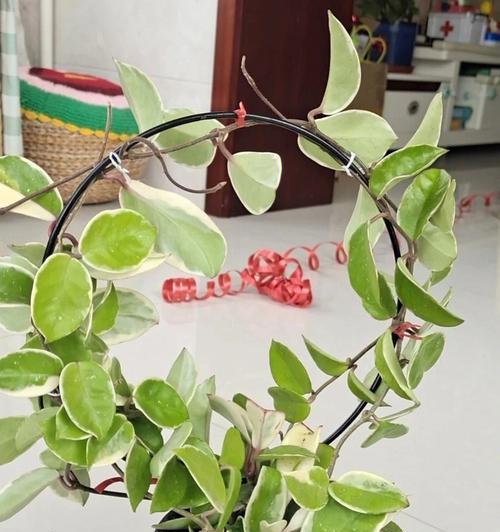球兰如何养才能开花？（掌握这些方法，让球兰绽放美丽花朵）