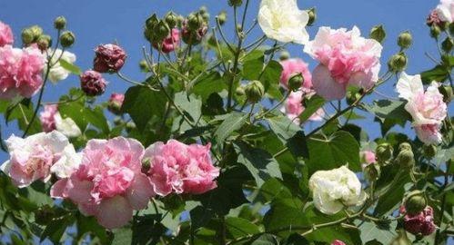 芙蓉树的养殖技巧与注意事项（打造美丽庭院的必备花卉——芙蓉树）