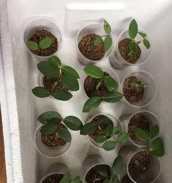 绿萝幼苗移植指南（从挑选到护理，打造健康绿萝）