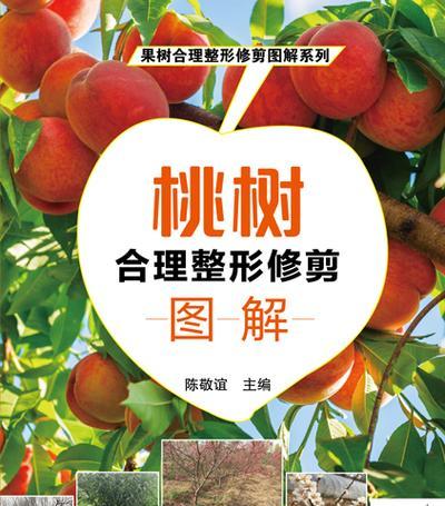 如何修剪你的桃树（掌握正确的技巧，让你的桃树健康成长）