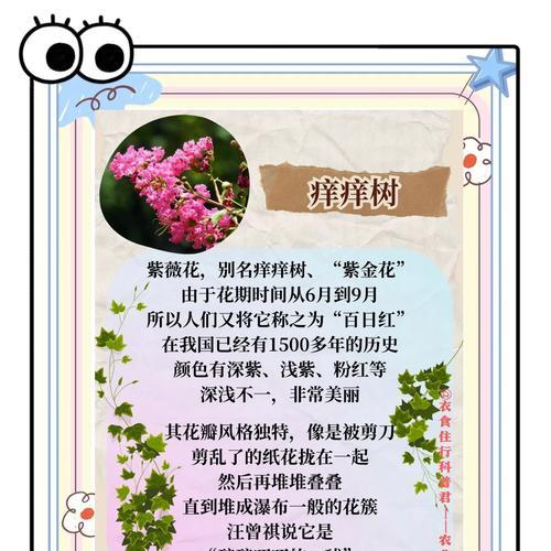 如何养护紫薇花以促进开花？（以提供适宜环境和正确护理来使紫薇花绽放夺目的花朵）