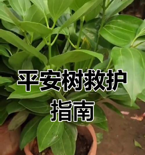 冬天如何养护平安树？（寒冷季节下的平安树养护要点及注意事项）