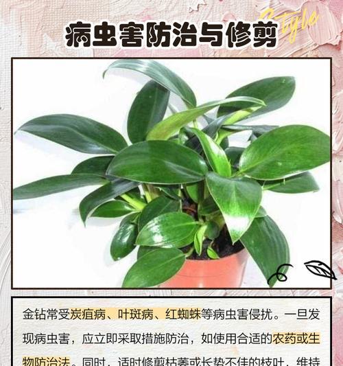 金钻花冬季养殖指南（金钻花冬季养护技巧与注意事项）