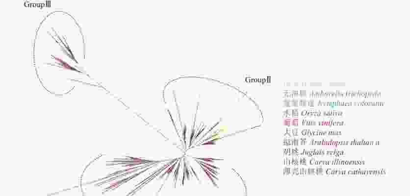 核桃是裸子植物，你知道吗？（探秘核桃的生长与特点）