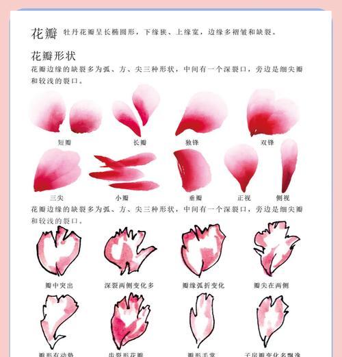 如何正确修剪牡丹花？（牡丹开花后的修剪技巧）
