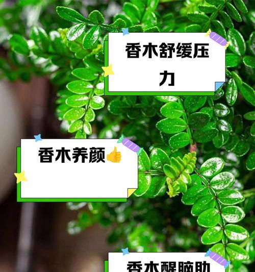 以香木怎么浇水——关于香木的养护技巧（细说香木浇水的方法与注意事项）