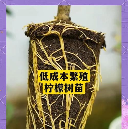 库拉索芦荟繁殖技巧及注意事项（打造属于自己的芦荟园——以库拉索芦荟为例）