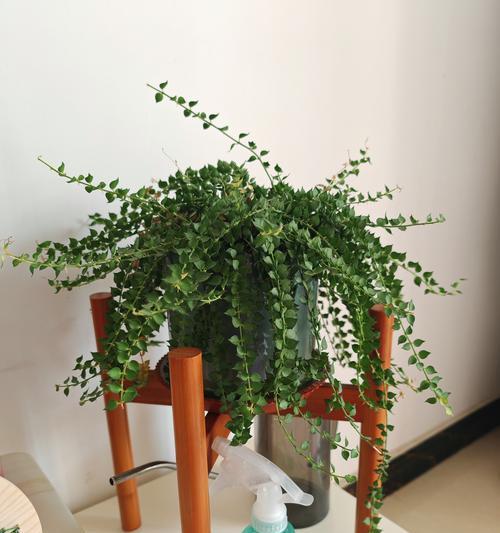 百万心怎么养才能开花（培养百万心的关键步骤与技巧）