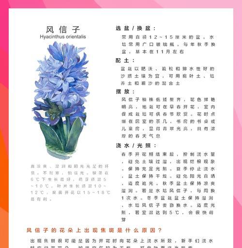 如何处理风信子花谢了后的情况（让你的风信子重焕生机，再次绽放芬芳）