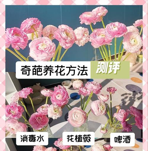 以地栽牡丹的养殖方法（打造美丽花园的牡丹养殖秘籍）
